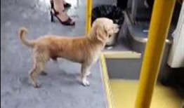 济南骑狗大队爆料事件视频,视频揭露惊人一幕引发社会关注